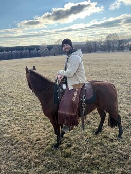 Kobylka AQH na prodej - 5