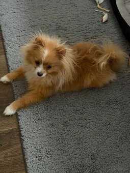 Prodám krásného pomeranian špice - 5