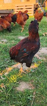 Kohouti hempšírky velké a araukany - 5
