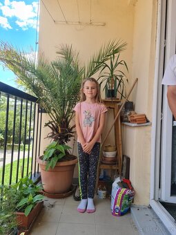 Prodám chovnou skupinu Metriaclima estherae red -red - 5