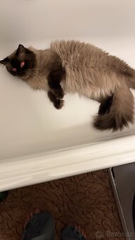 Ragdoll ke kryti - 5