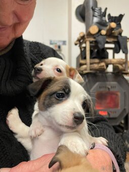 JACK RUSSELL TERIER - 5