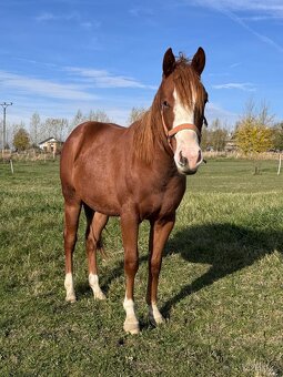 Qh kone na sport a rekreaci - 5