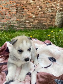 Prodám štěňata Sibiřský husky bez PP - 5