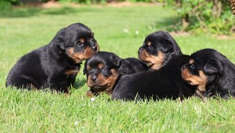 Rotvajler štěně s PP, Rottweiler štěně s PP - 5