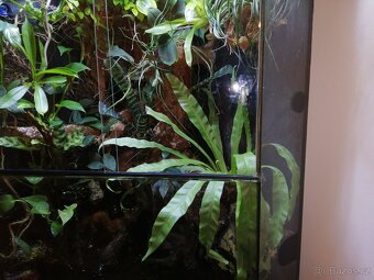Terarium/paludarium - 5