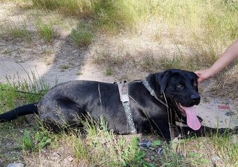 ÁRON K ADOPCI - přátelský akční mazel, vhodný k dětem - 5