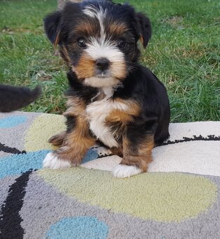 Štěňátka jorkšíra teriéra již k odběru (Yorkshire terrier) - 5