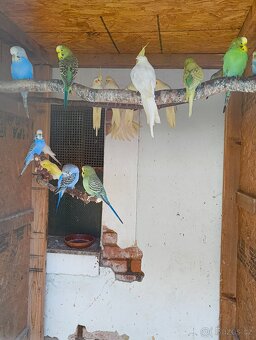 Prodám letošní mláďata Andulek - 5