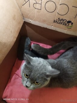 Britská koťátka - 5