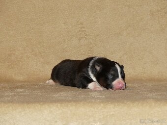 Australský ovčák s PP - štěňata - 5