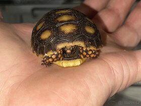 Želva uhlířská - mláďata - 5