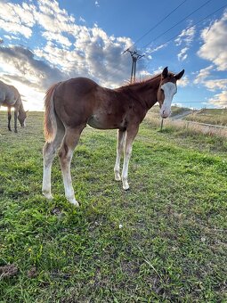 Perspektívny aph žrebček - 5