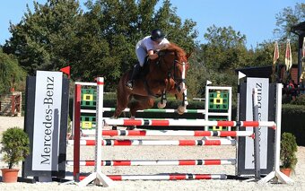 Prodám sedmiletou klisnu ČT do vyššího sportu - 5