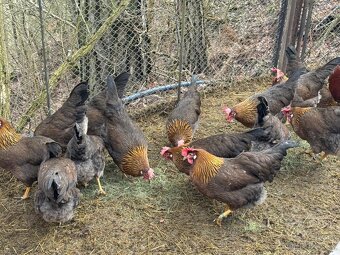 Vlaška koroptví - násadová vejce - 5