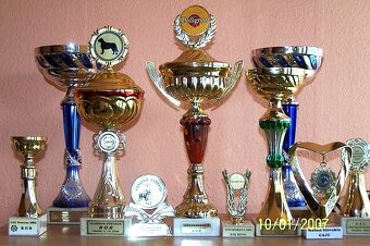 Tosa inu -rezervace na štěňátka černé i červené -podzim/zima - 5