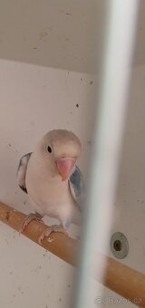 Agapornis Fišerův - 5