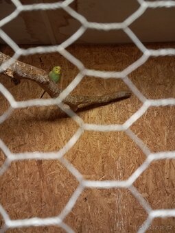 Neoféma Tyrkysová - 5