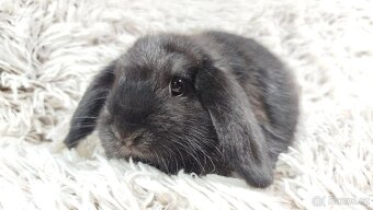 Zakrslý beránek, králíček, králík - BRUNO - 5