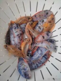 TLAMOVCI    TANGANIKA      MALAWI - 5