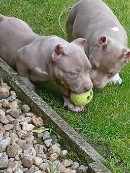 American bully pocket - 5