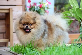 Pomeranian s PP FCI - 5