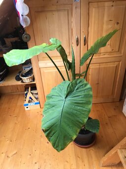 Sloní ucho - Alocasia portodora - 5