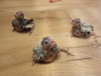 Ručně dokrmená korela - 5