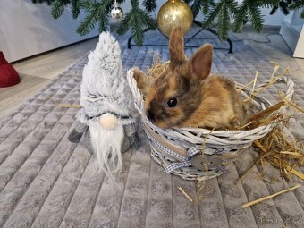 Zakrslí králíčci - 5