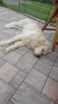 Krytí zlatým retrívrem - 5