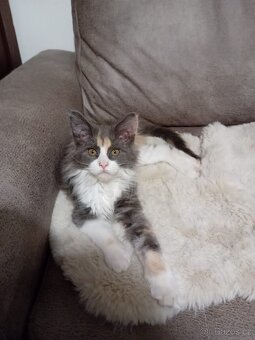 Krytí Mainská mývalí - 5