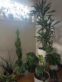 Dracena trojkmen - 5