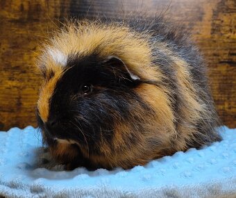 Nabídka morčátek z Kennel MoraVero Cavia - 5