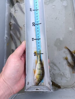 Okoun říční 11 - 14 cm - 5