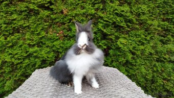 Zakrslý králík, králíček -(lvíček)-TIMMY - 5