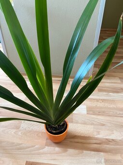 Ficus Elastica, Ficus Lyrata a další pokojové rostliny - 5