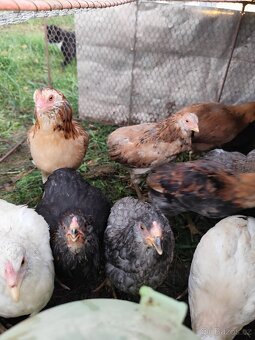 Kuřičky - modrá vajíčka - 5