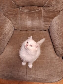 Prodám koťata Ragdoll bez PP - 5