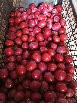 Brambory na uskladnění,konzum, ringle, cukety, rajčata - 5