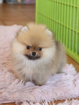 Pomeranian mini - 5