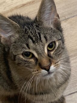 Daruji koťátka - 5