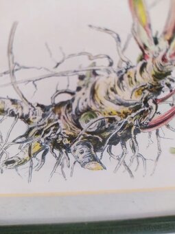 Obrázek herbář I. - 5