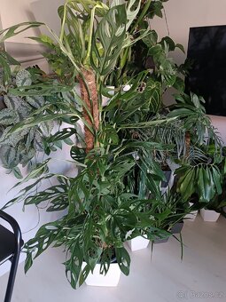 Monstera Xanthospatha - Holy Moly - 5