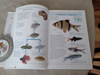 Akvarijní ryby - pouhým okem - 5