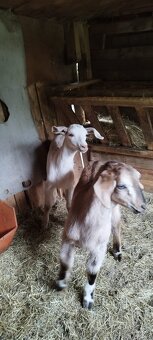 Nabízím anglonubíjska koza a kozlík oba bezrohý. - 5
