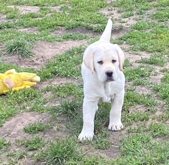 labradorský retriever - štěňátka s Průkazem Původu - 5