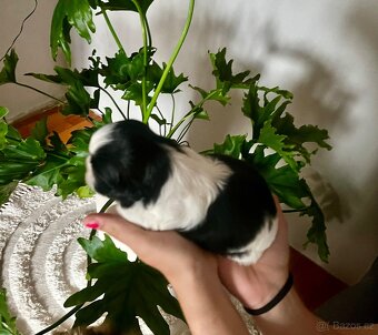 Shih-tzu štěňátka - 5