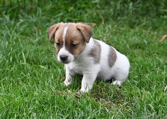 Jack Russell terier s PP - fenka - 5