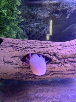 4 roční axolotlové s komplet vybavením - 5