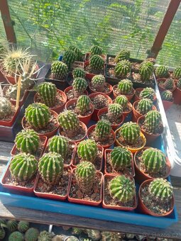 KAKTUSY - RŮZNÉ DRUHY Echinopsis..60 Kč kus + SBÍRKOVÉ KUSY - 5